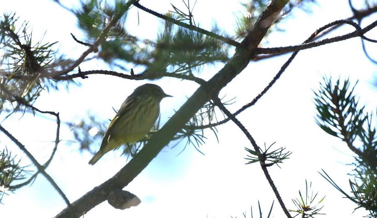 Cape May Warbler - ML641072999