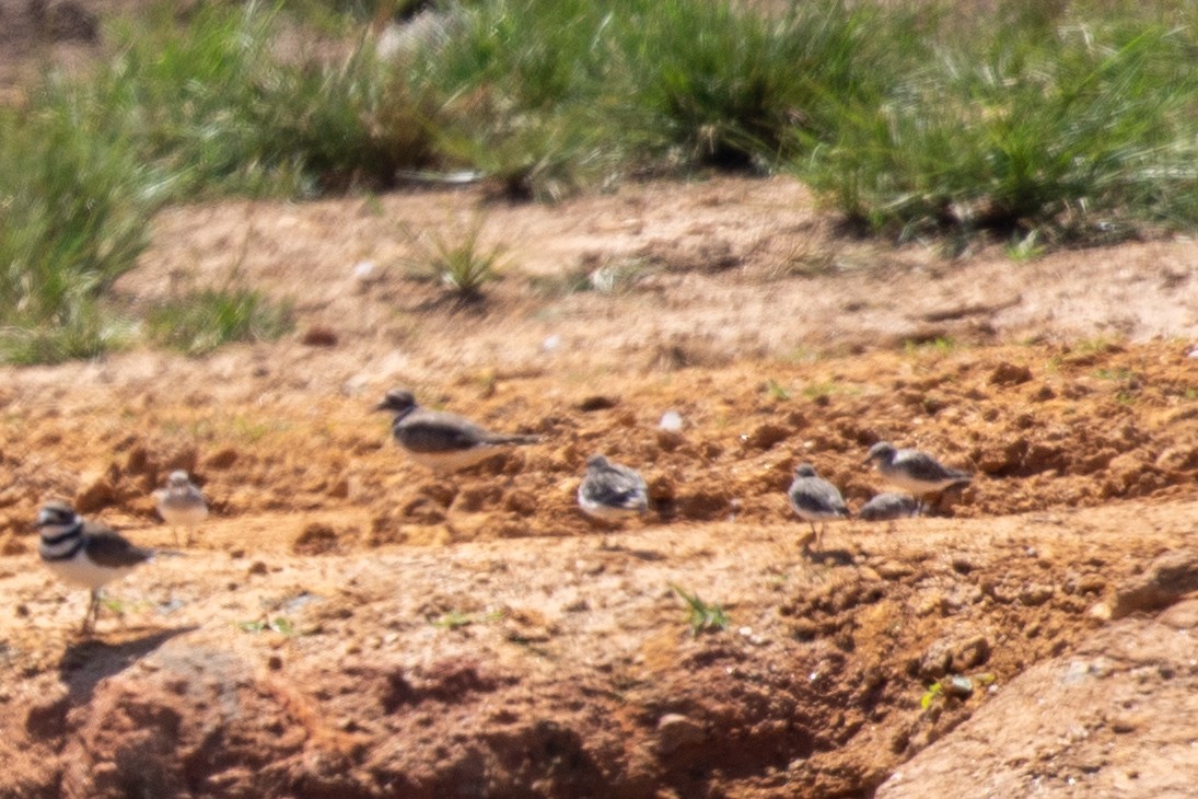 peep sp. - ML641073031