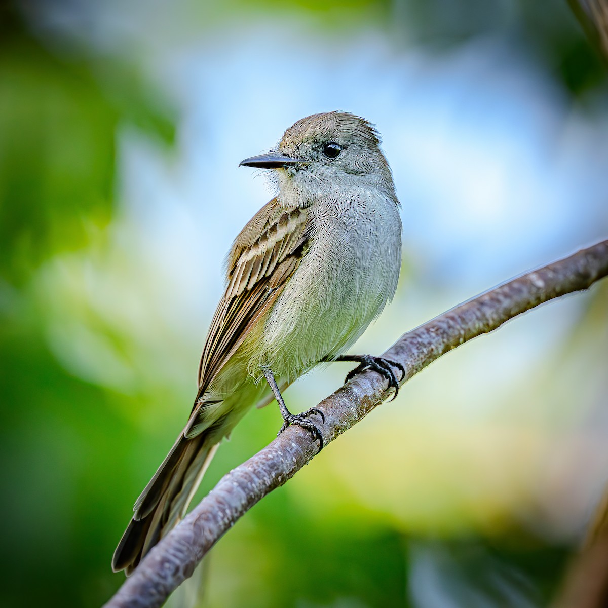 La Sagra's Flycatcher - ML641073040