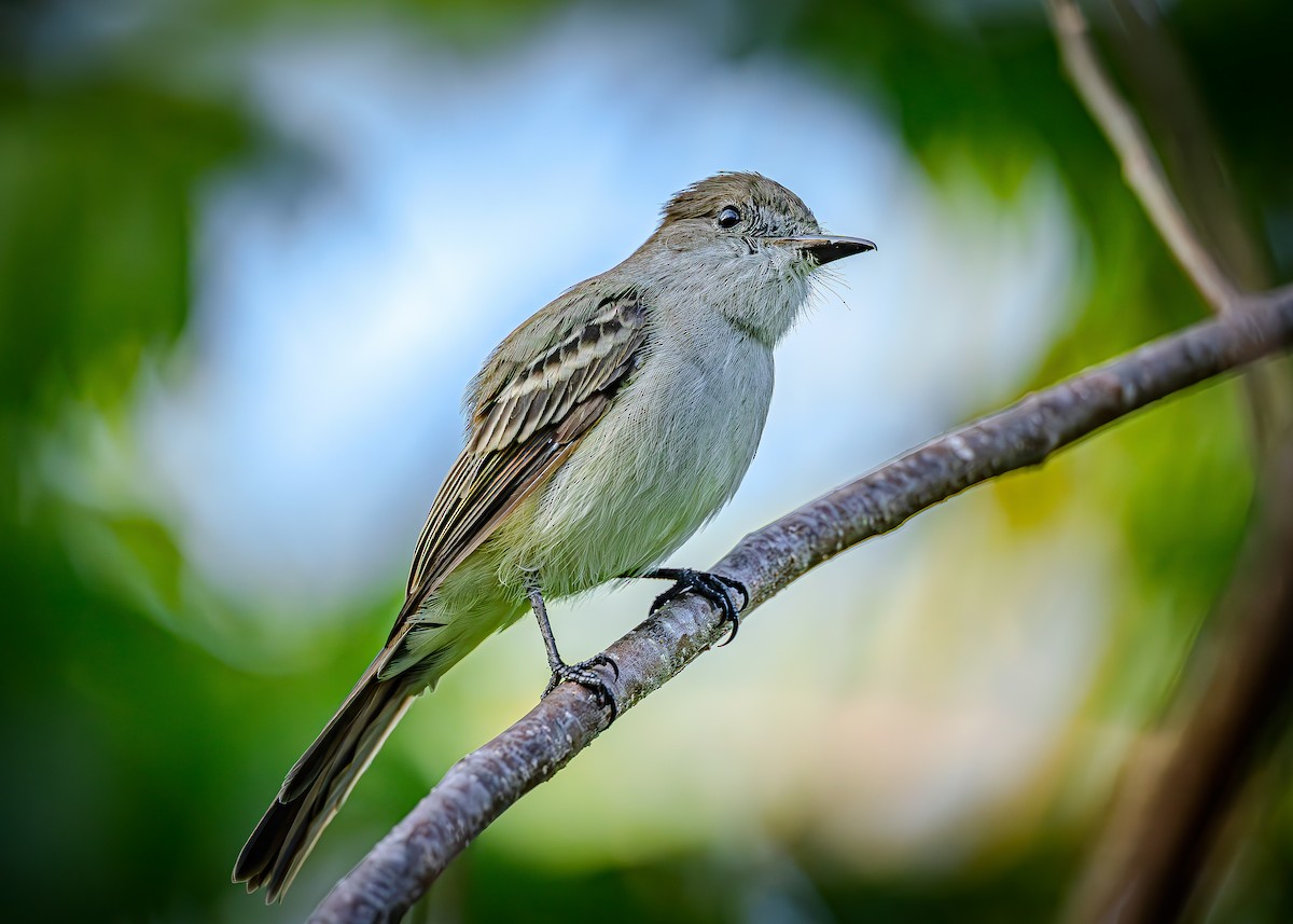 La Sagra's Flycatcher - ML641073041