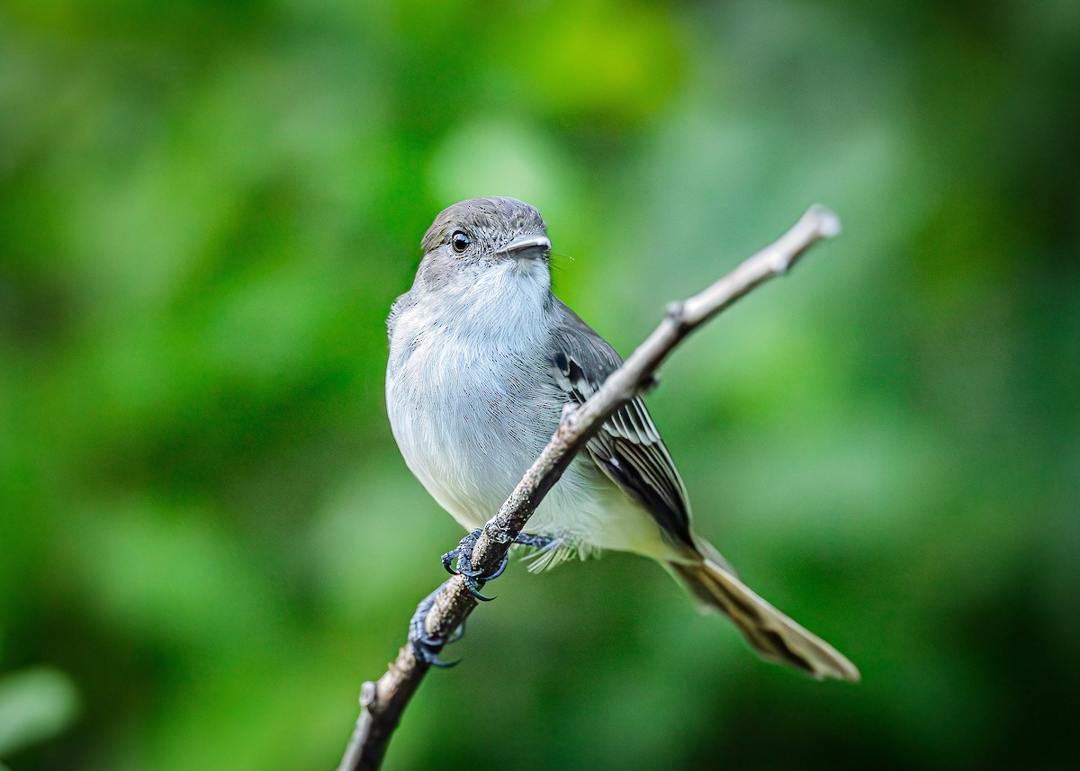 La Sagra's Flycatcher - ML641073042