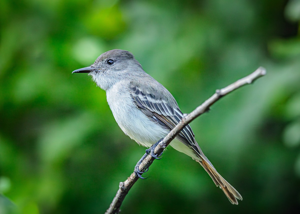 La Sagra's Flycatcher - ML641073043
