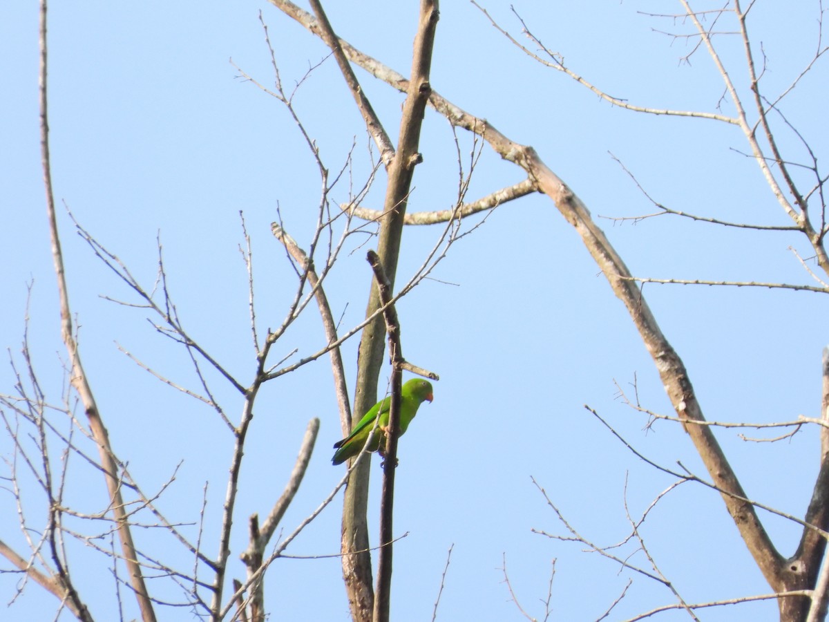 Vernal Hanging-Parrot - ML641073053
