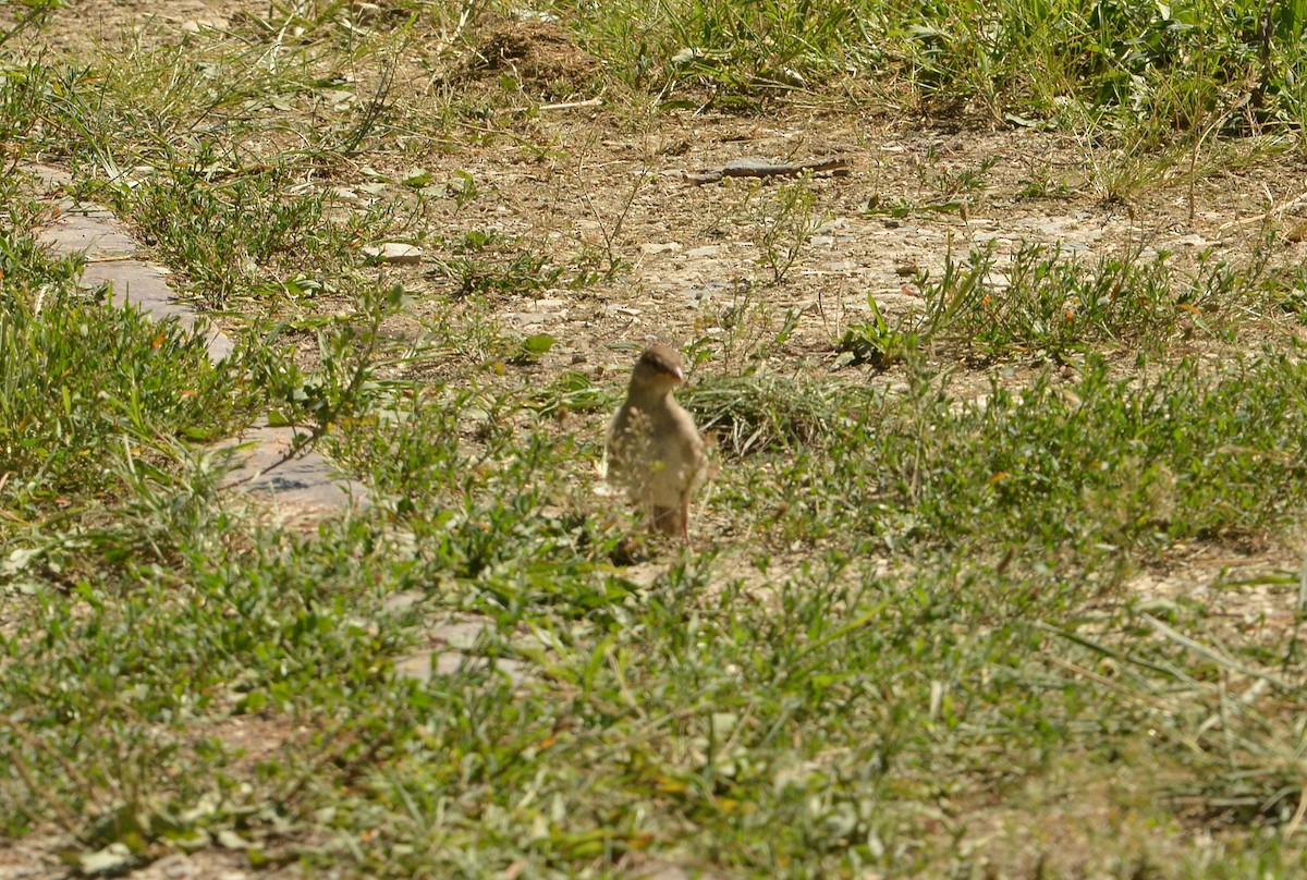 House Sparrow - ML641073066