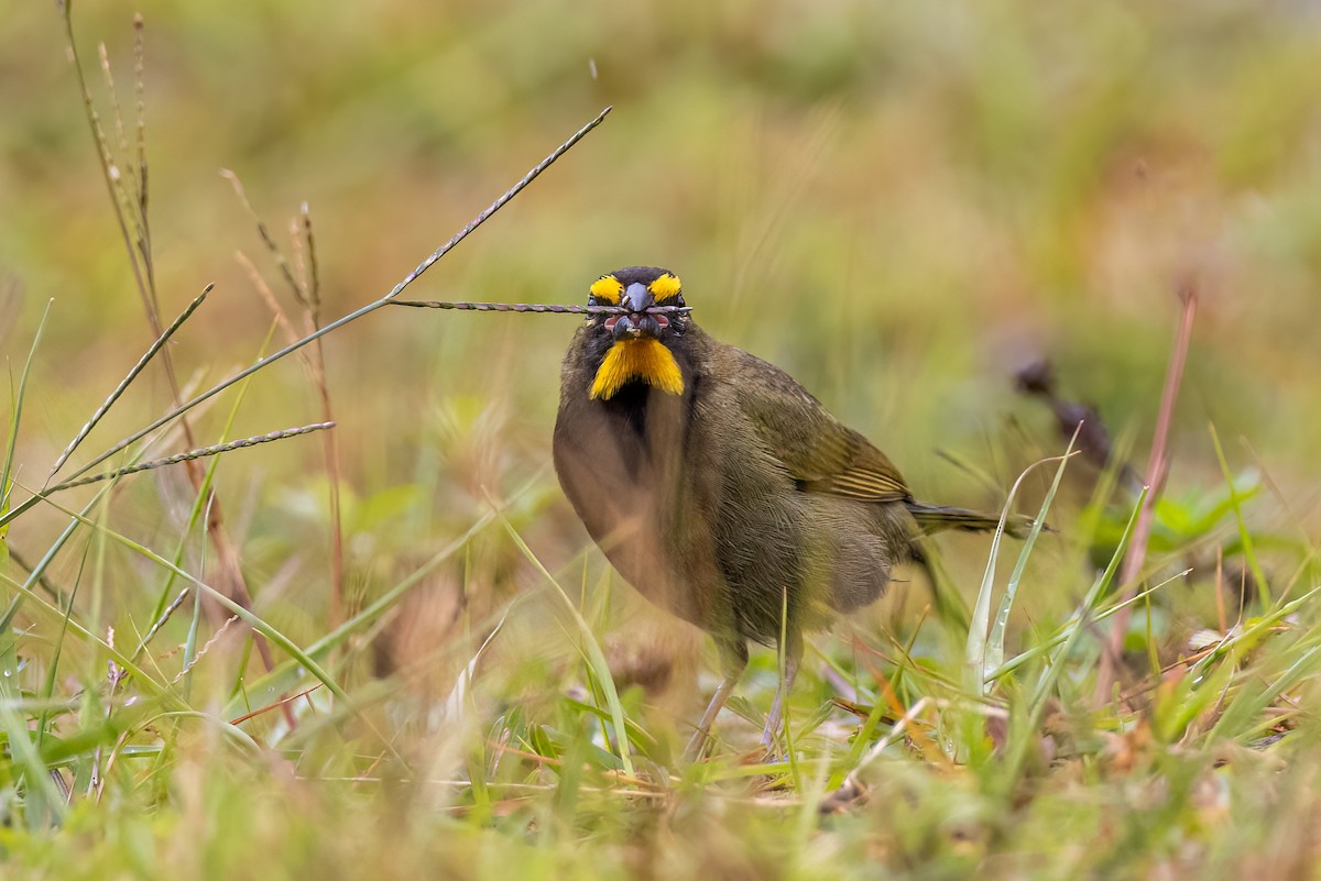 Yellow-faced Grassquit - ML641073071