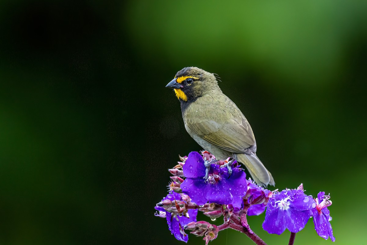 Yellow-faced Grassquit - ML641073072
