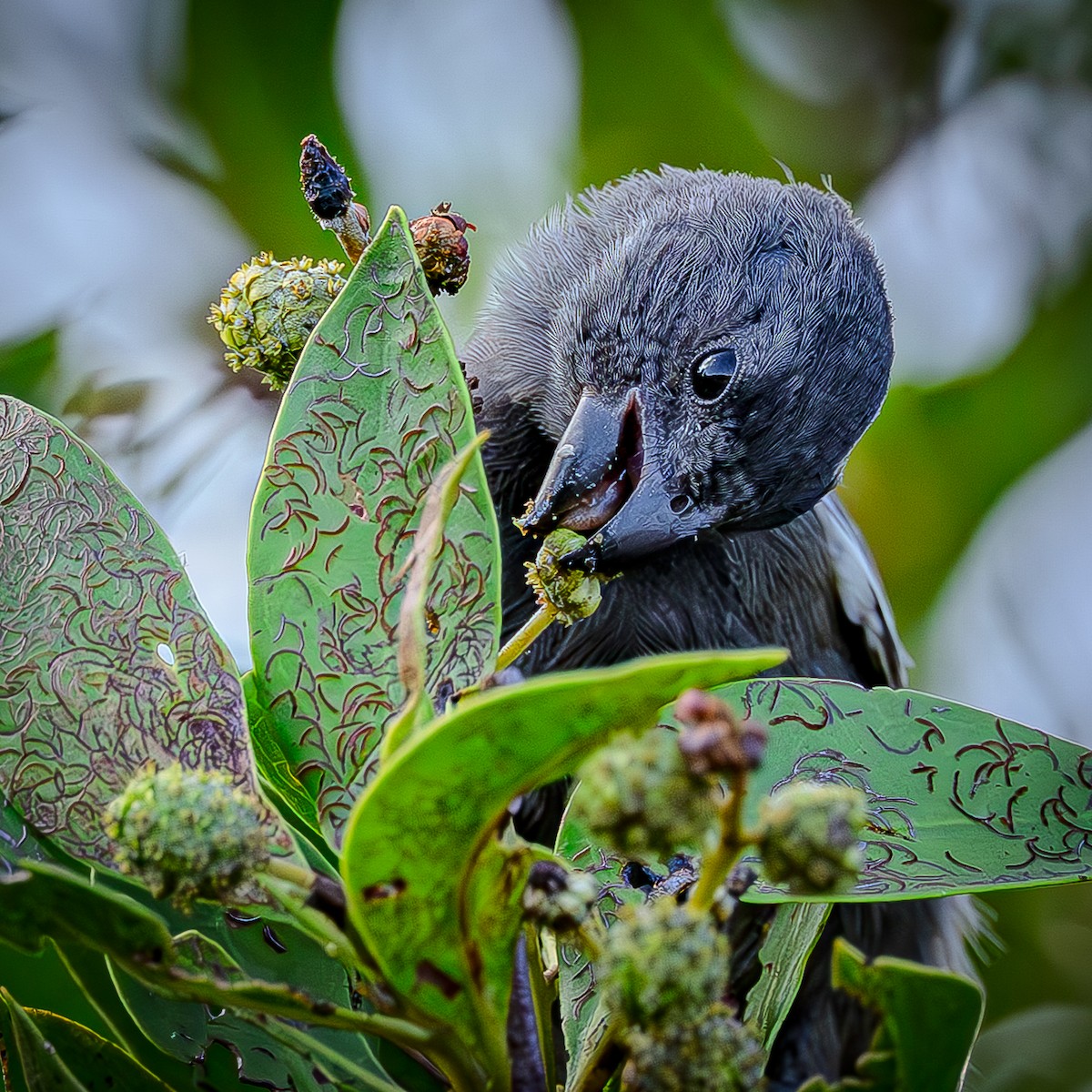 Grand Cayman Bullfinch - ML641073121