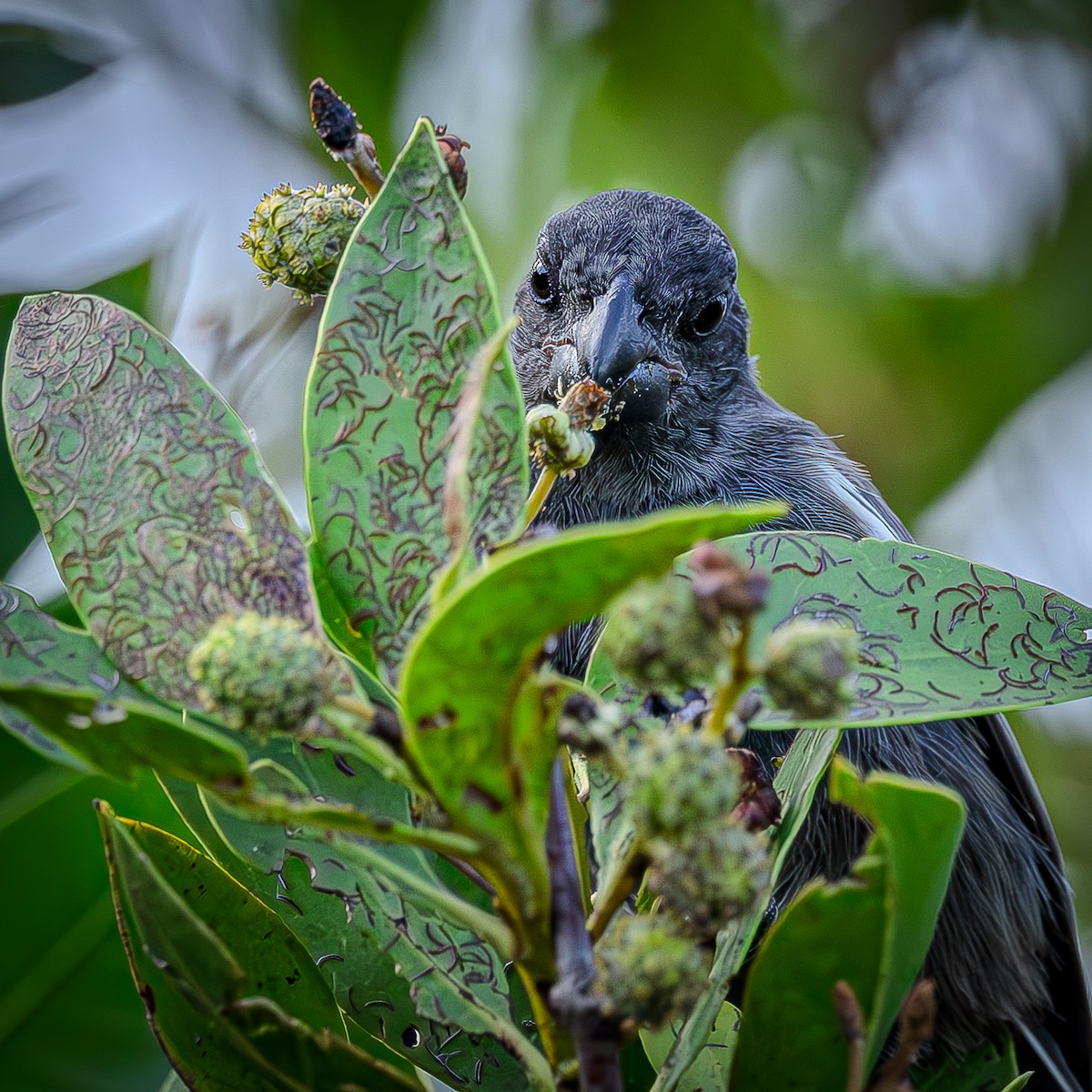 Grand Cayman Bullfinch - ML641073122