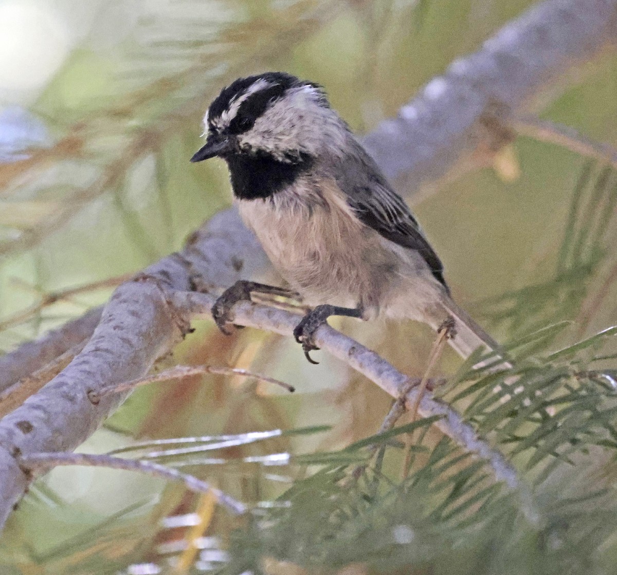Mésange de Gambel - ML641073123