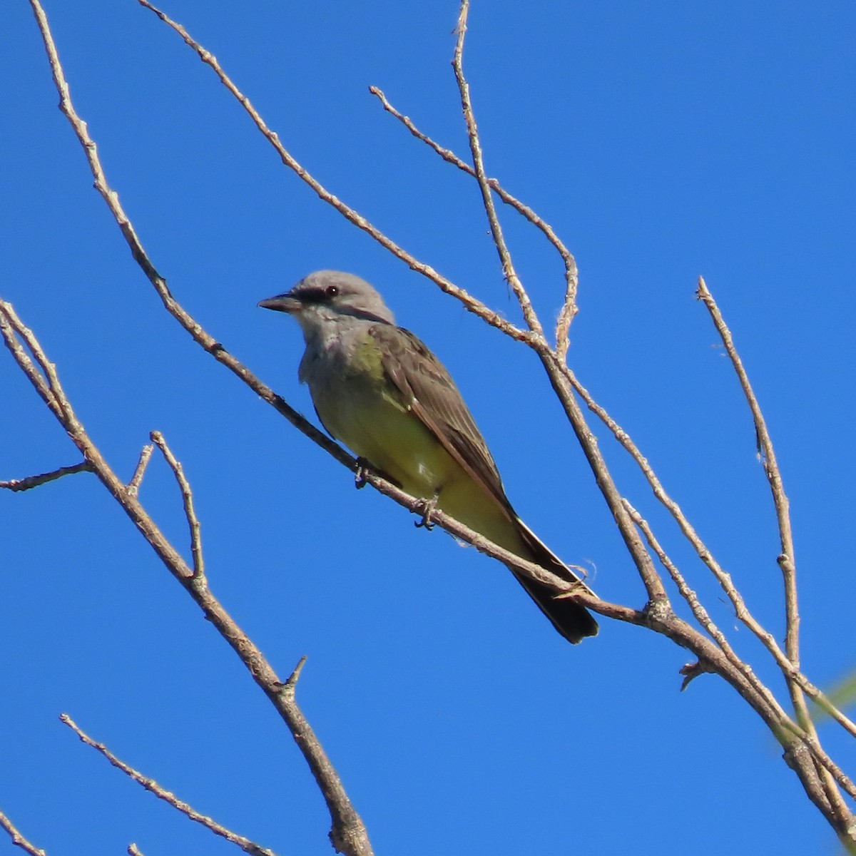 Western Kingbird - ML641073148