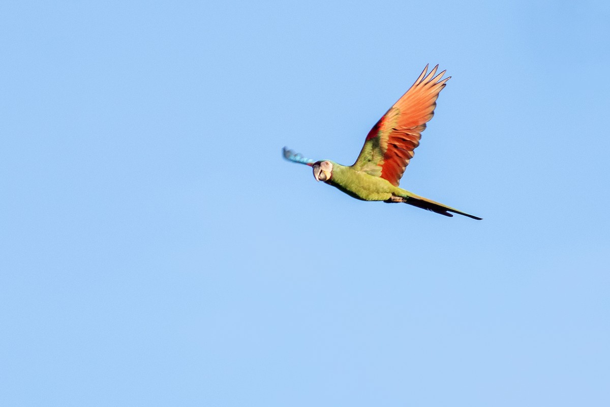 Chestnut-fronted Macaw - ML641073151