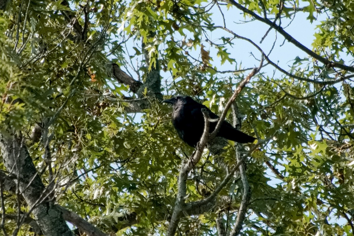 Fish Crow - ML641073157