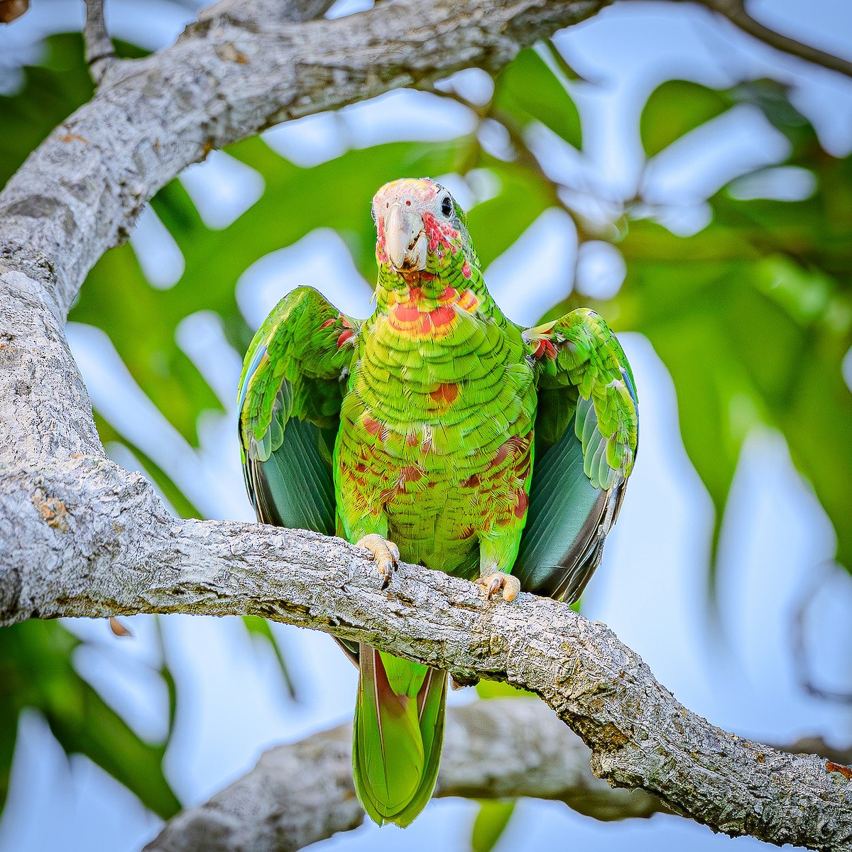 Amazone de Cuba (caymanensis/hesterna) - ML641073159