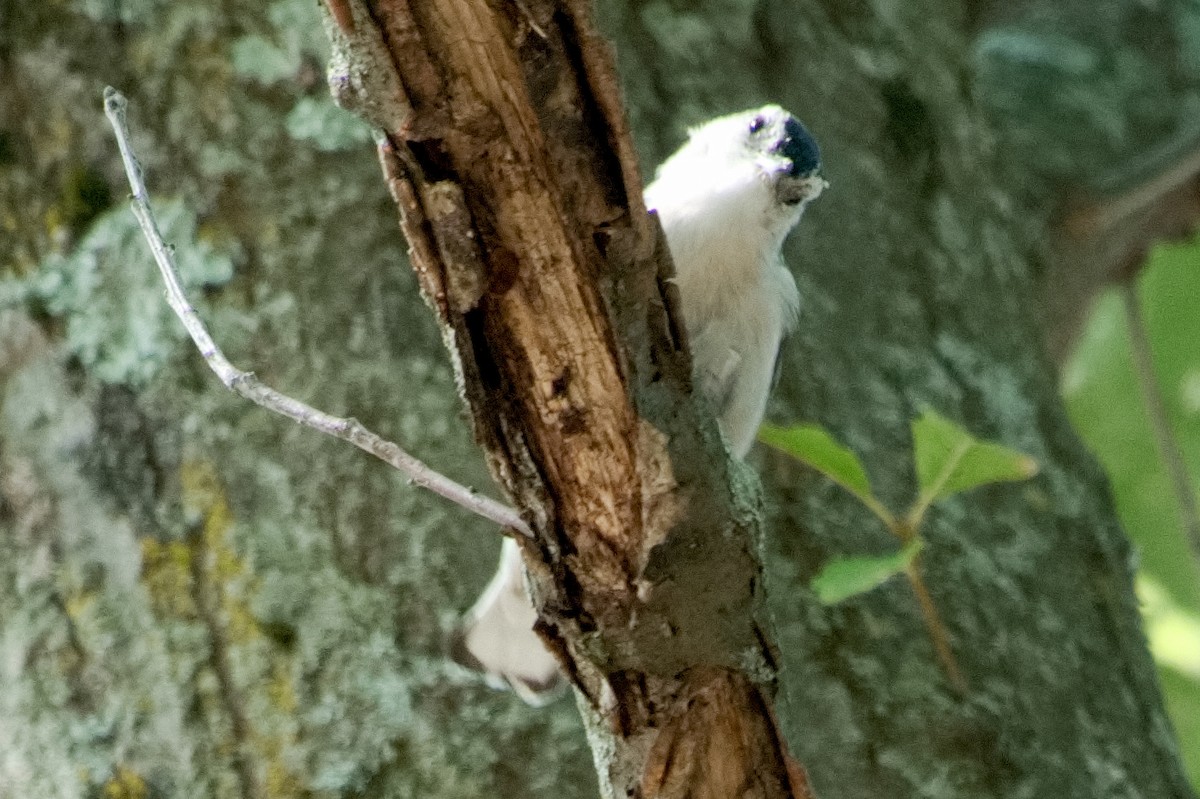 White-breasted Nuthatch - ML641073162