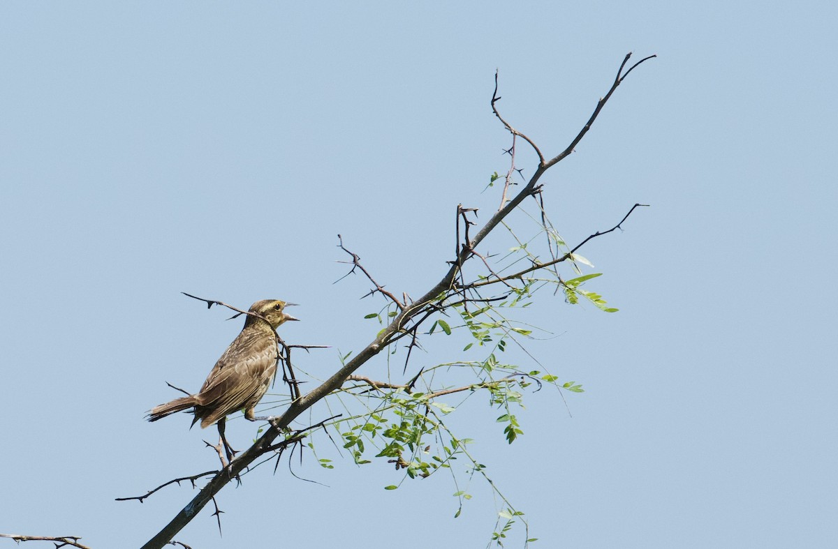 Red-winged Blackbird - ML641073201