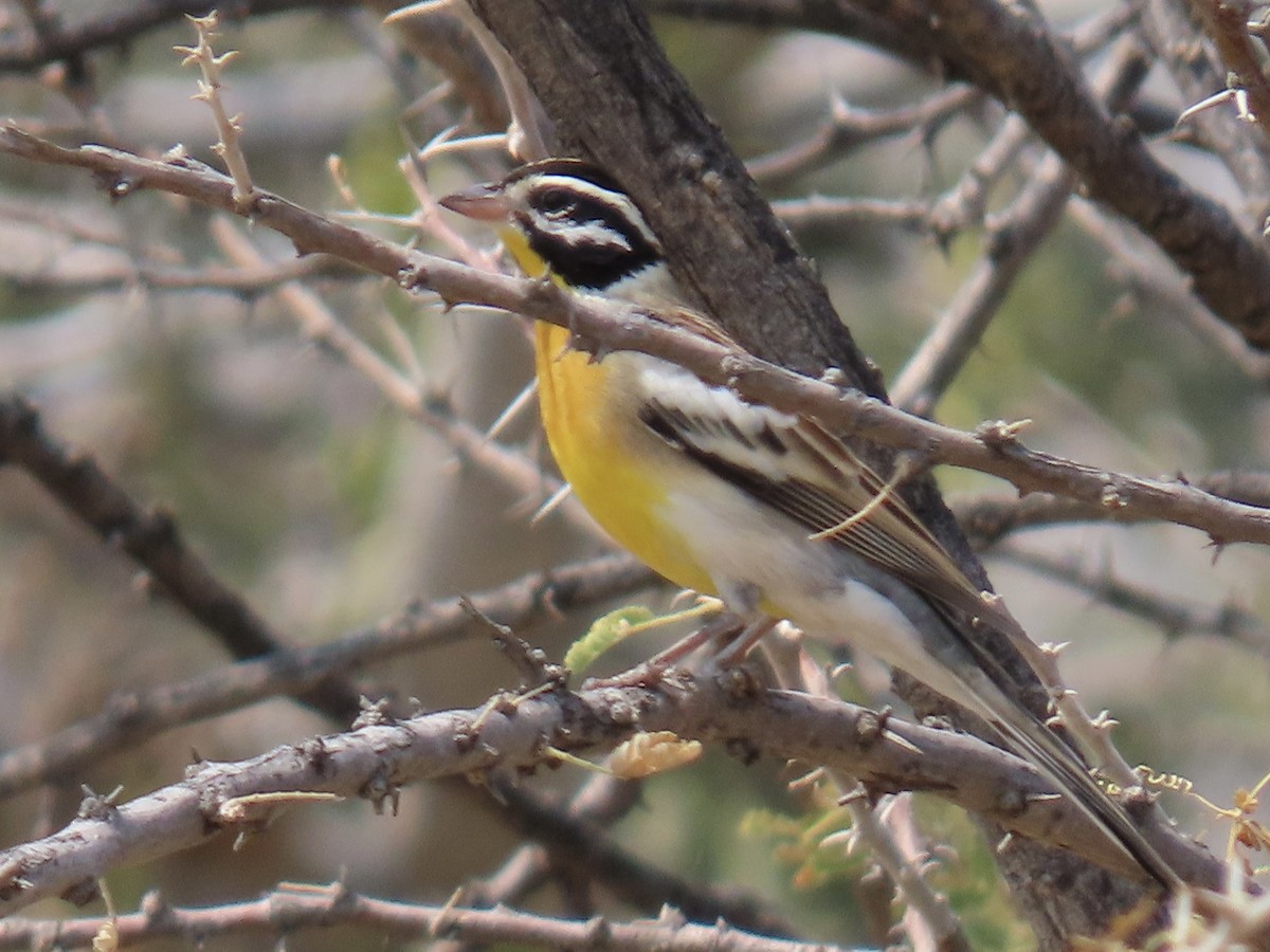 Golden-breasted Bunting - ML641073208