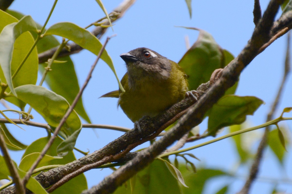 Common Chlorospingus - ML64107321