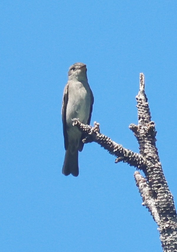 Blasskehl-Schnäppertyrann - ML641073212