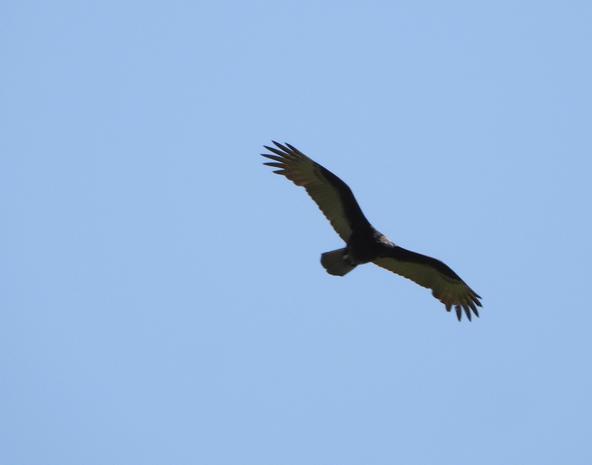 Black Vulture - ML641073223