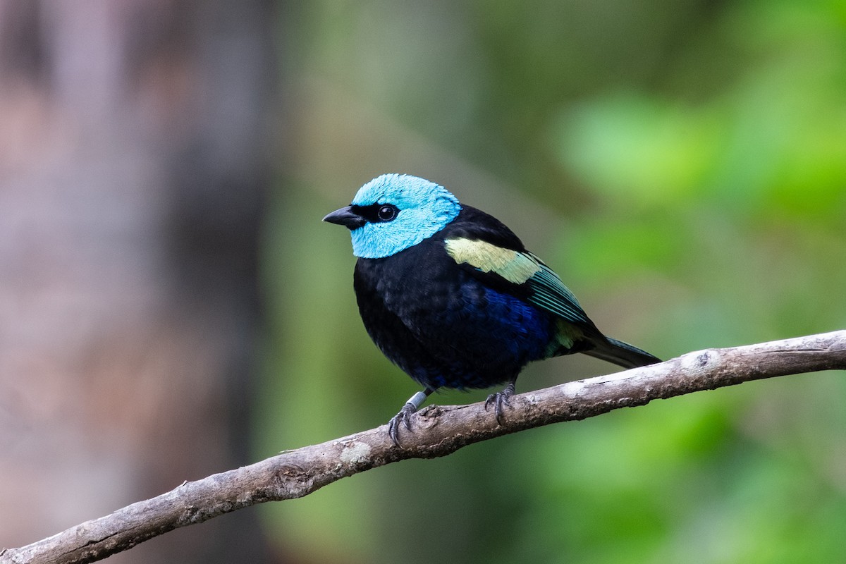 Blue-necked Tanager - ML641073231