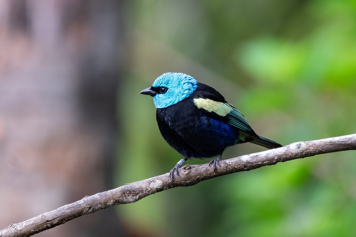 Blue-necked Tanager - ML641073232