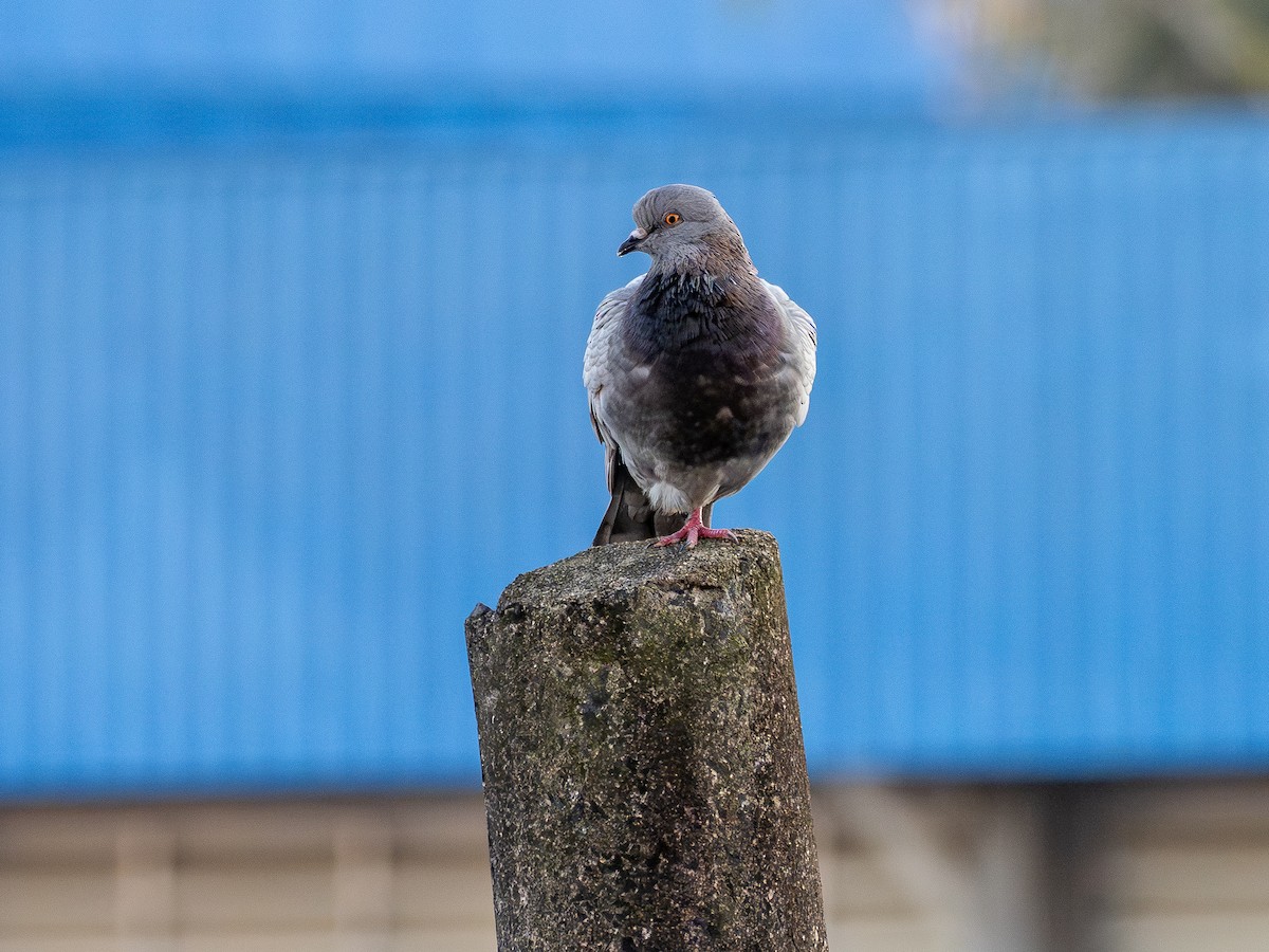 Rock Pigeon (Feral Pigeon) - ML641073233