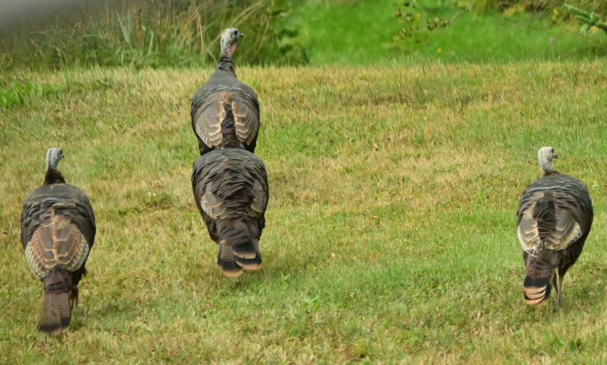 Wild Turkey - ML641073237