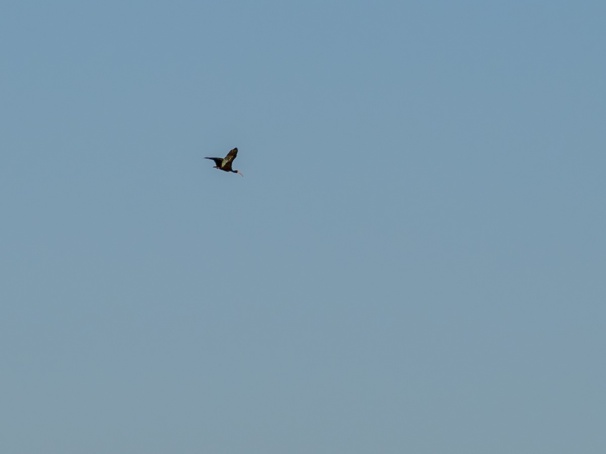 Ibis à face nue - ML641073239