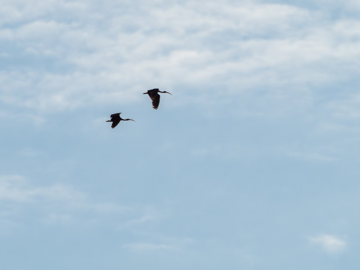 Ibis à face nue - ML641073240