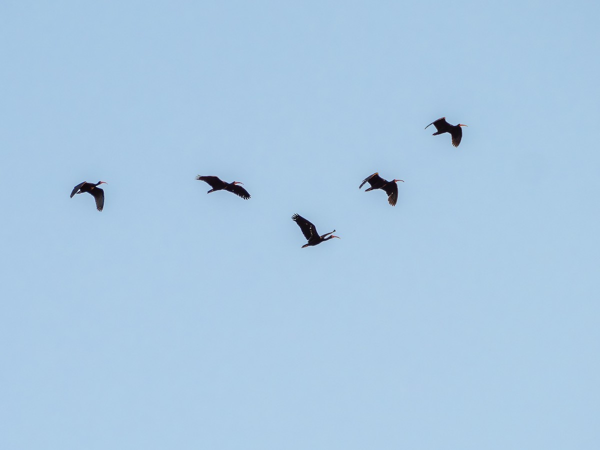 Ibis à face nue - ML641073243