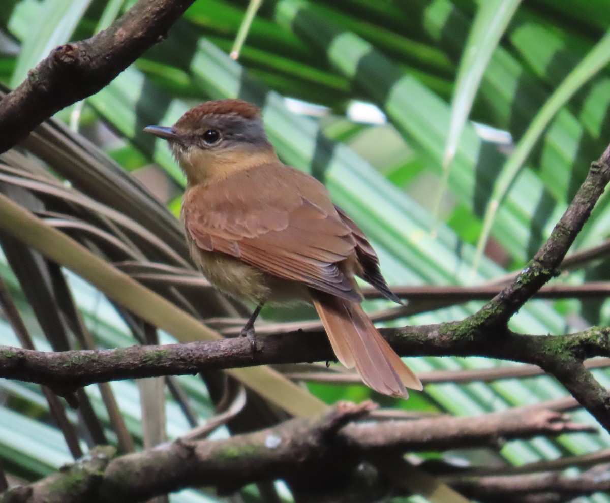 Chestnut-crowned Becard - ML641073259