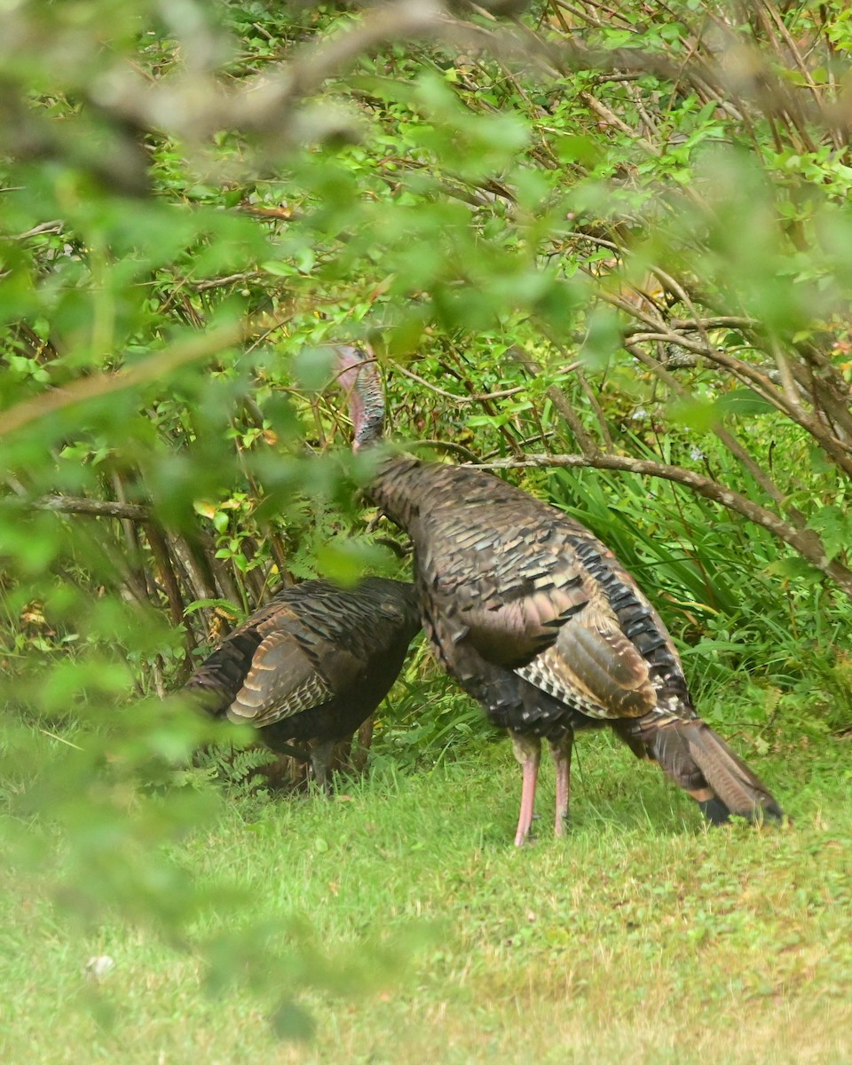Wild Turkey - ML641073272
