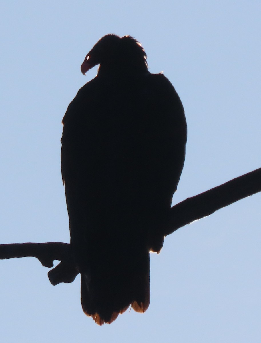 Turkey Vulture - ML641073283