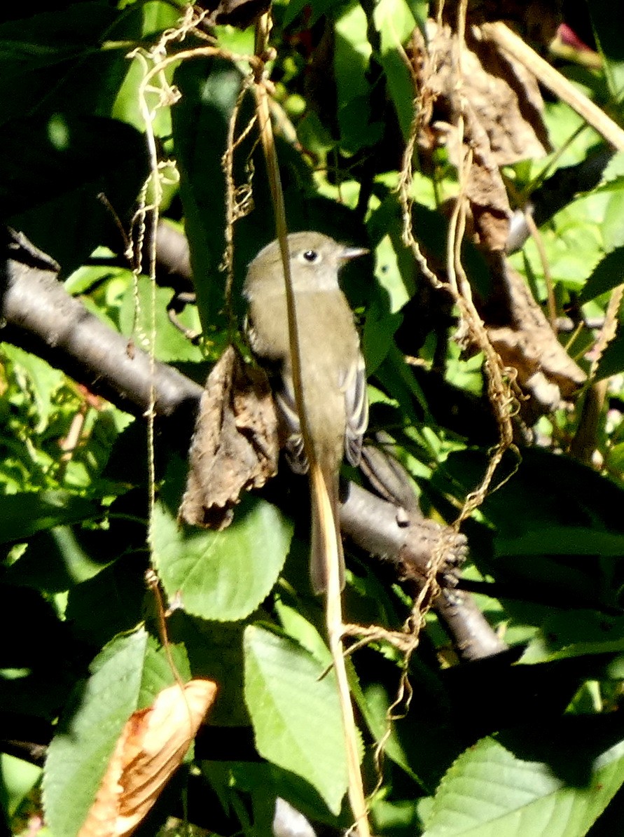 Least Flycatcher - ML641073294