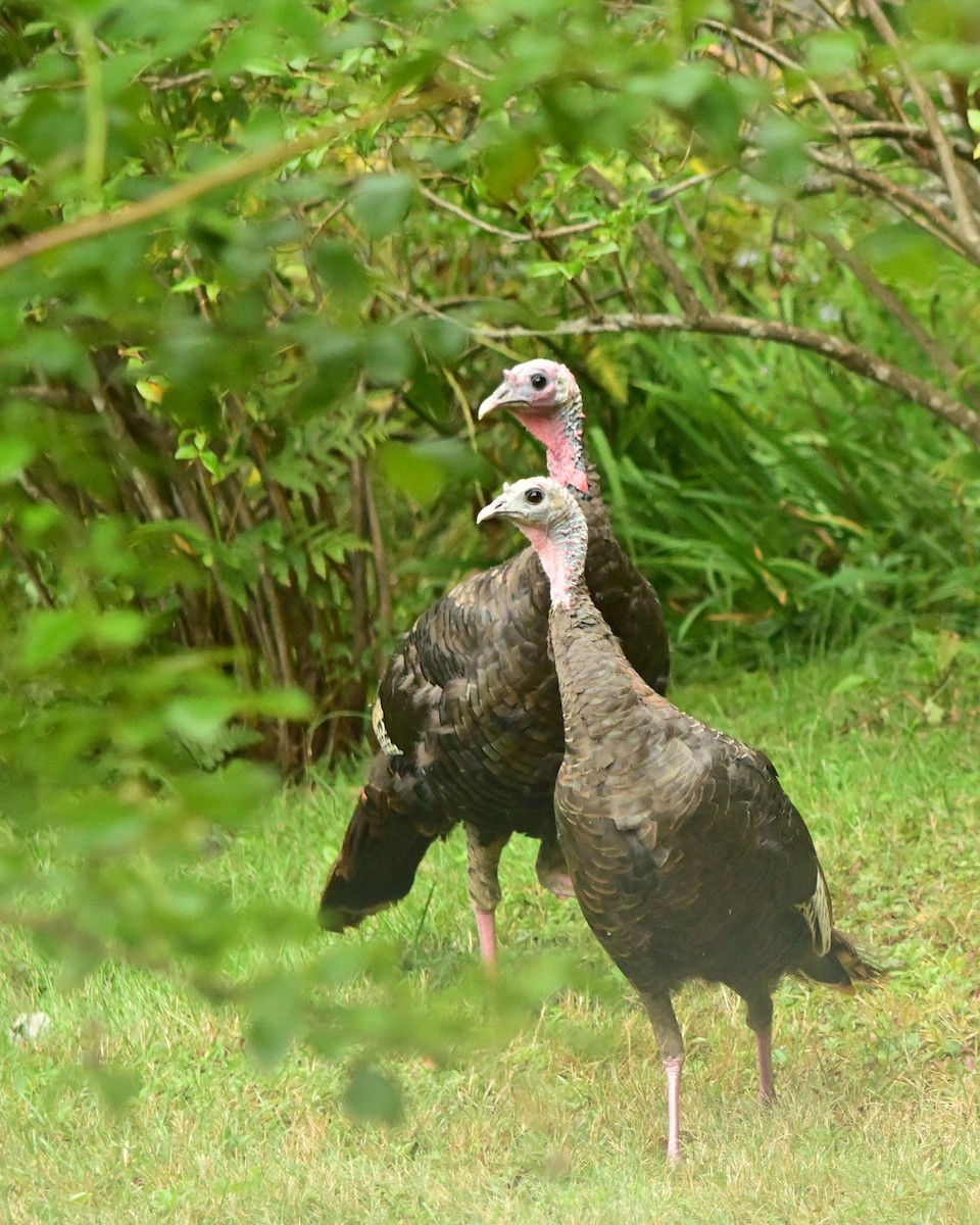 Wild Turkey - ML641073333