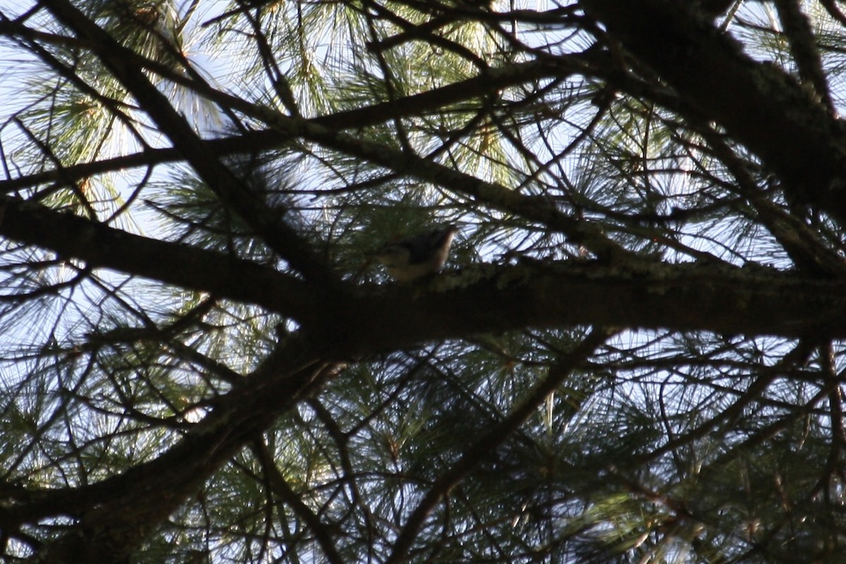 White-breasted Nuthatch (Eastern) - ML641073341