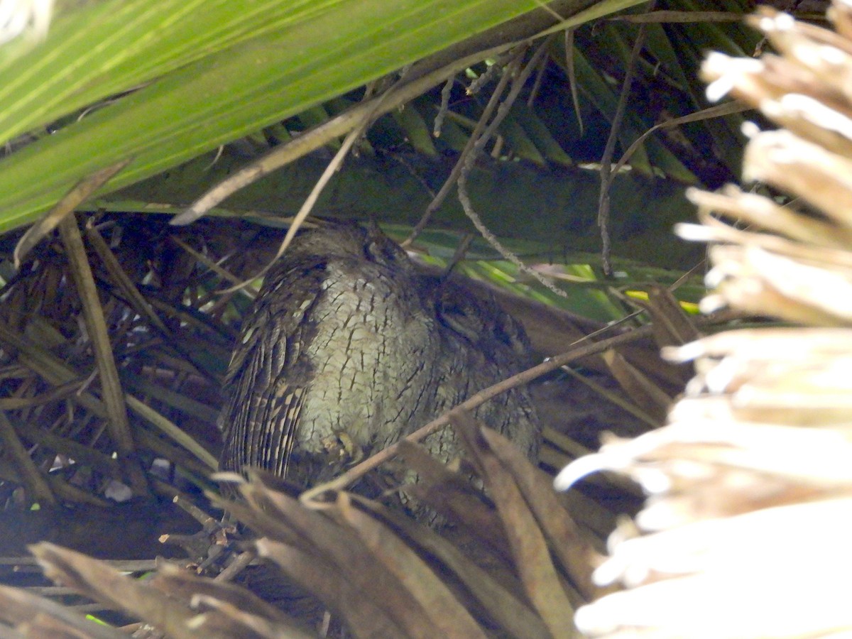 Tropical Screech-Owl - ML641073349