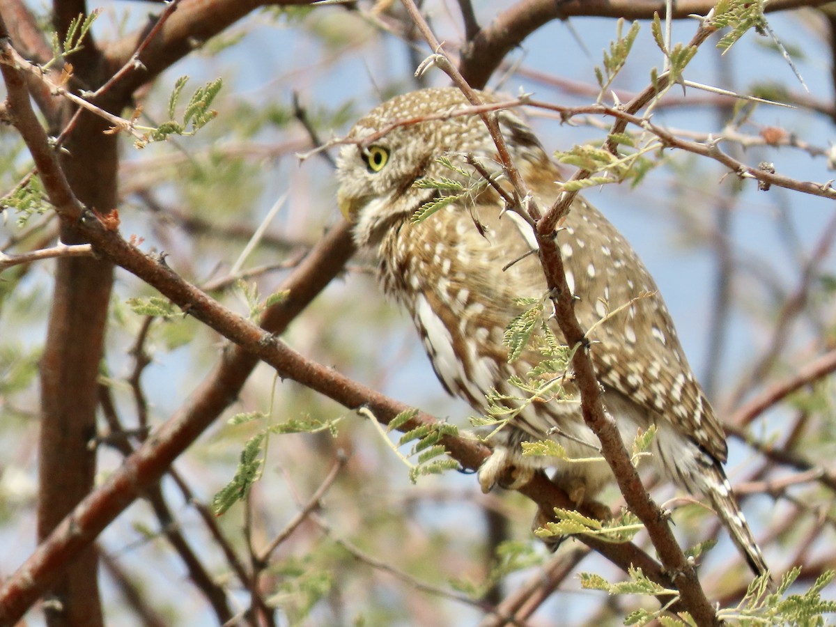 Pearl-spotted Owlet - ML641073354