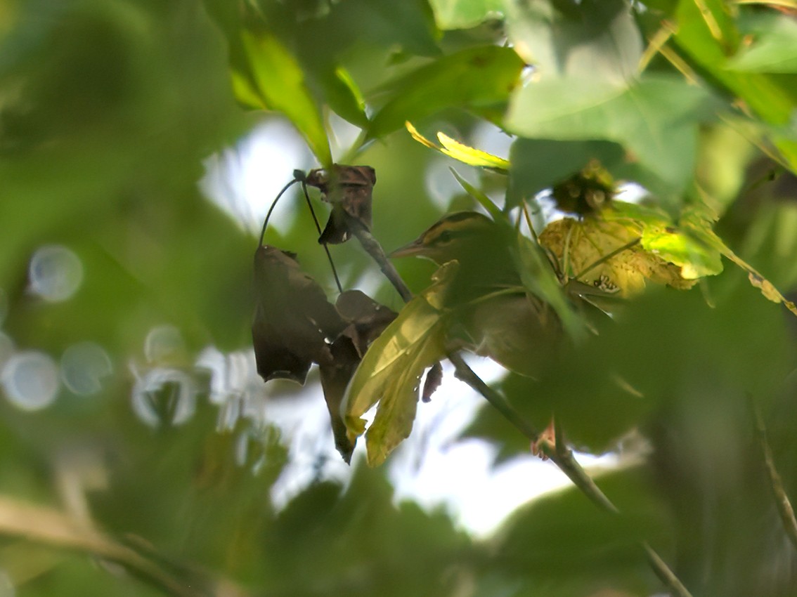 Worm-eating Warbler - ML641073360