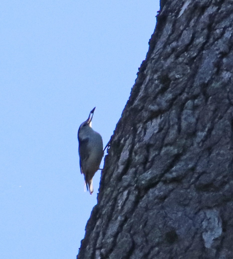 White-breasted Nuthatch - ML641073365