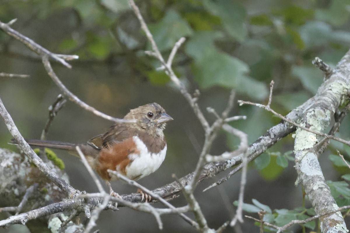 Eastern Towhee - ML641073375