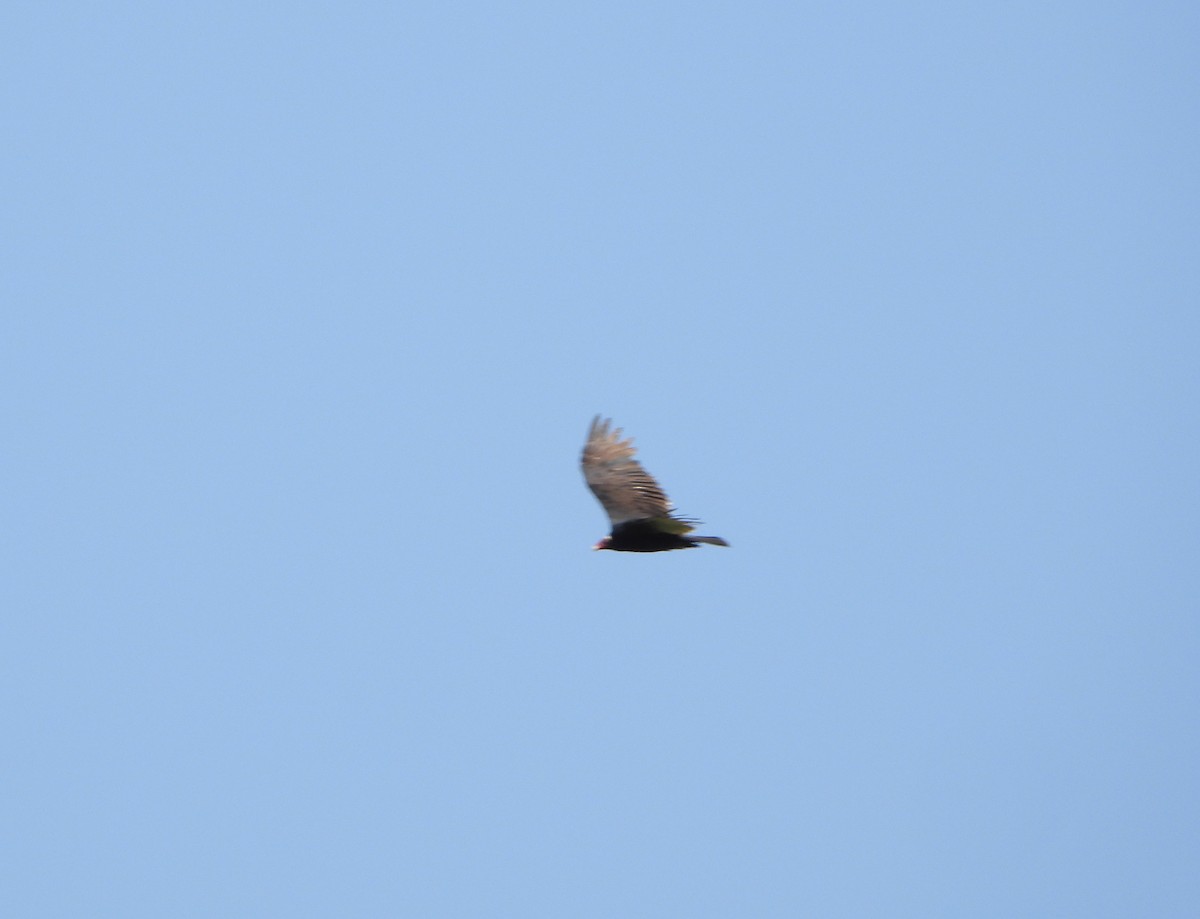 Turkey Vulture - ML641073378