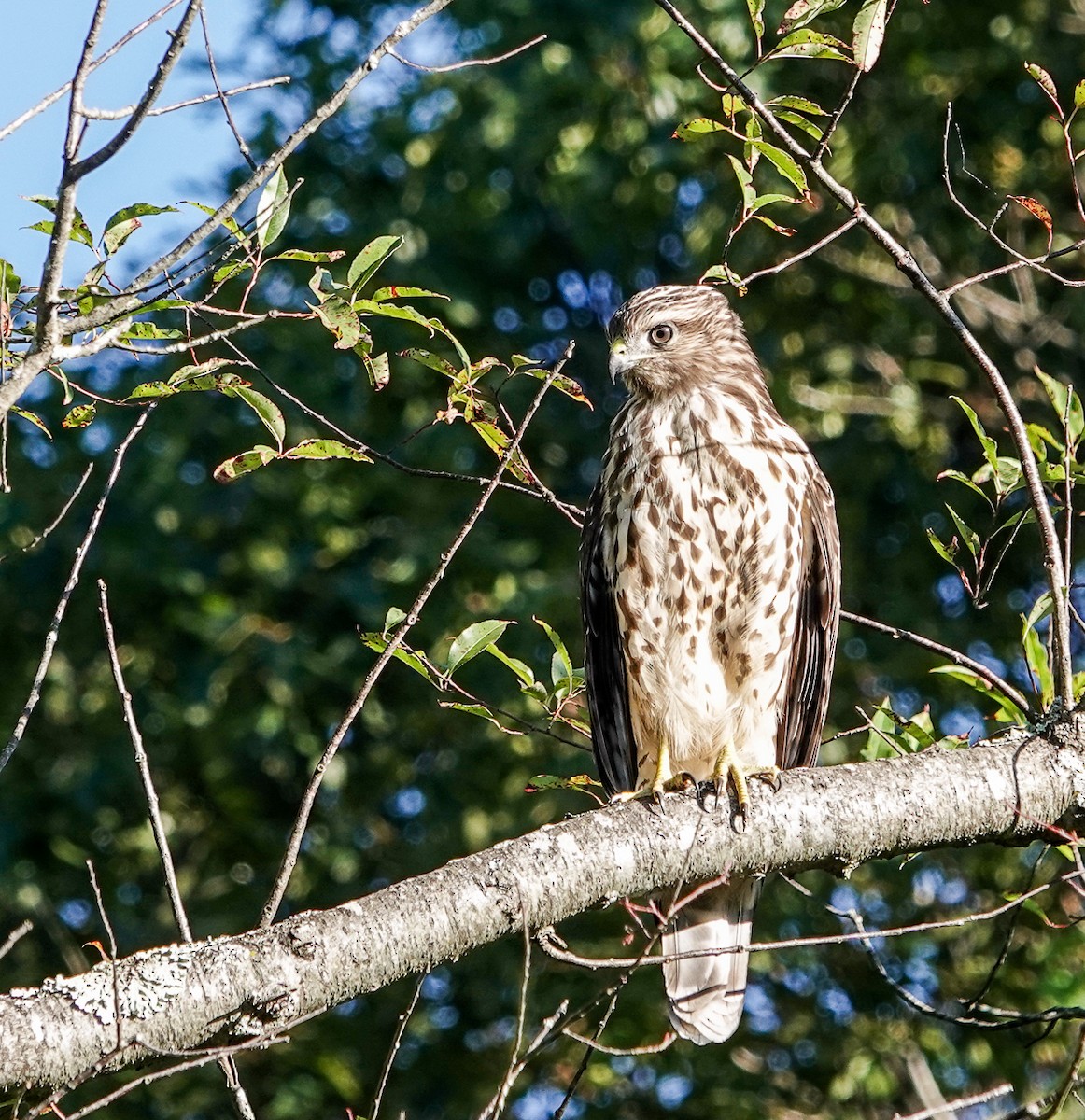 Red-shouldered Hawk - ML641073384