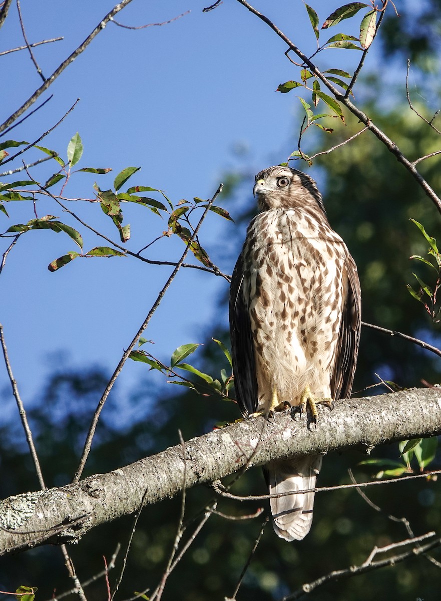 Red-shouldered Hawk - ML641073385