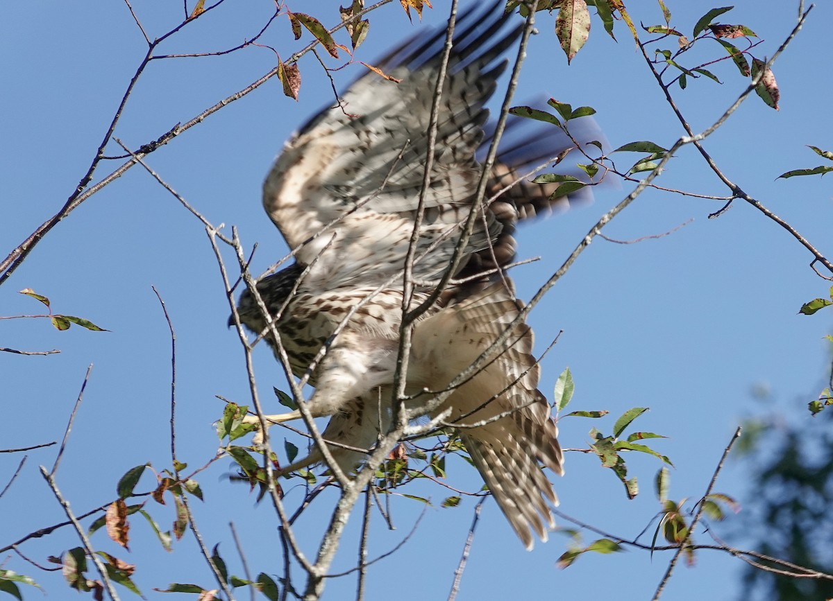 Red-shouldered Hawk - ML641073386
