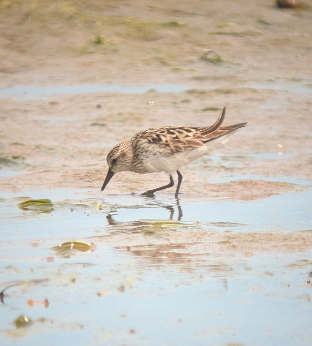 Semipalmated Sandpiper - ML641073399