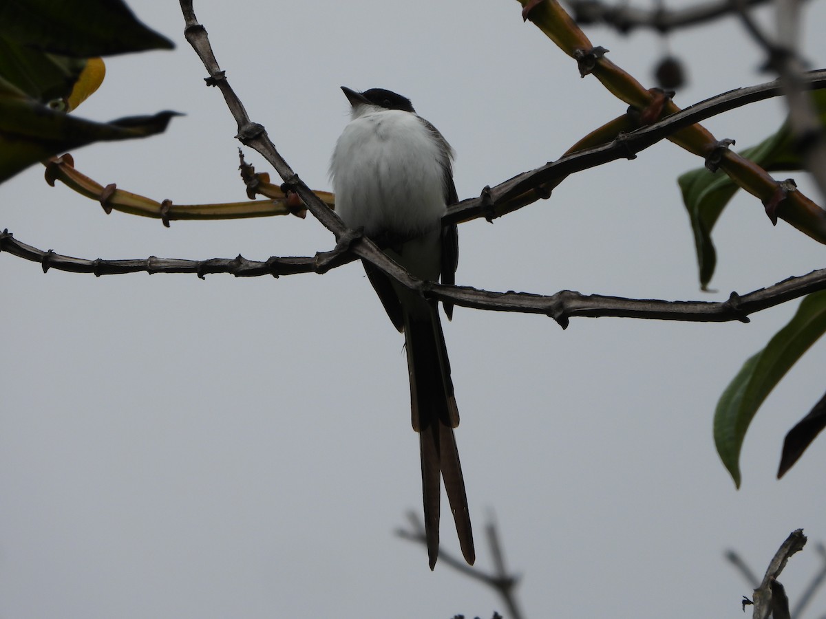 Fork-tailed Flycatcher - ML641073404