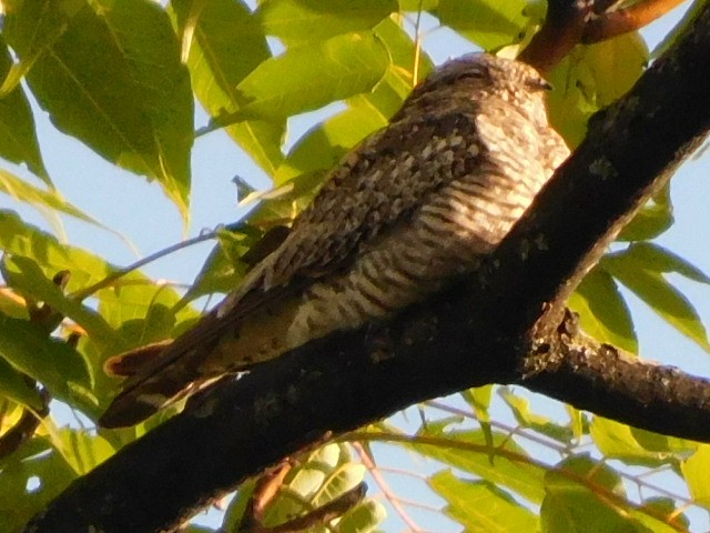 Common Nighthawk - ML641073408