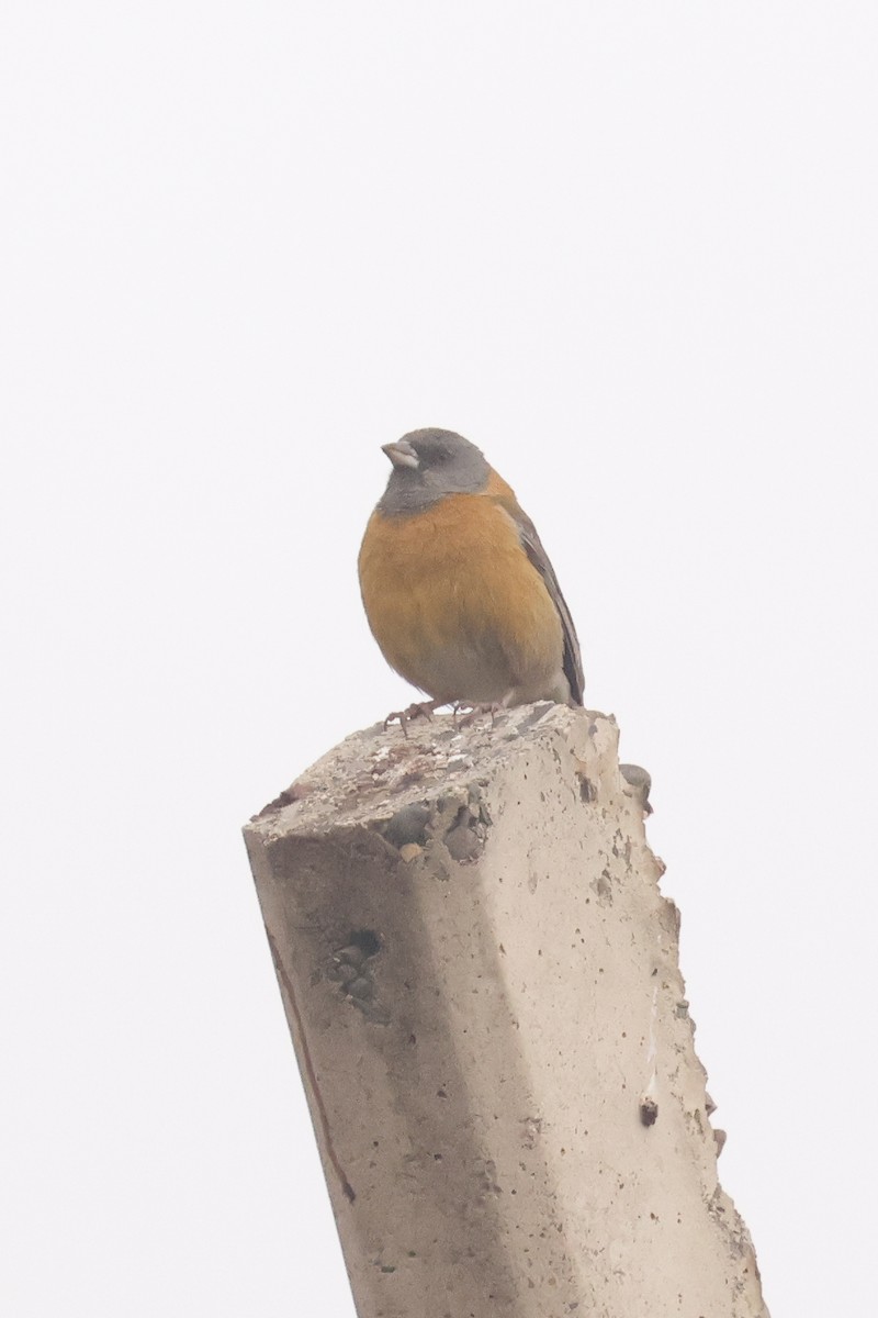 Peruvian Sierra Finch - ML641073418