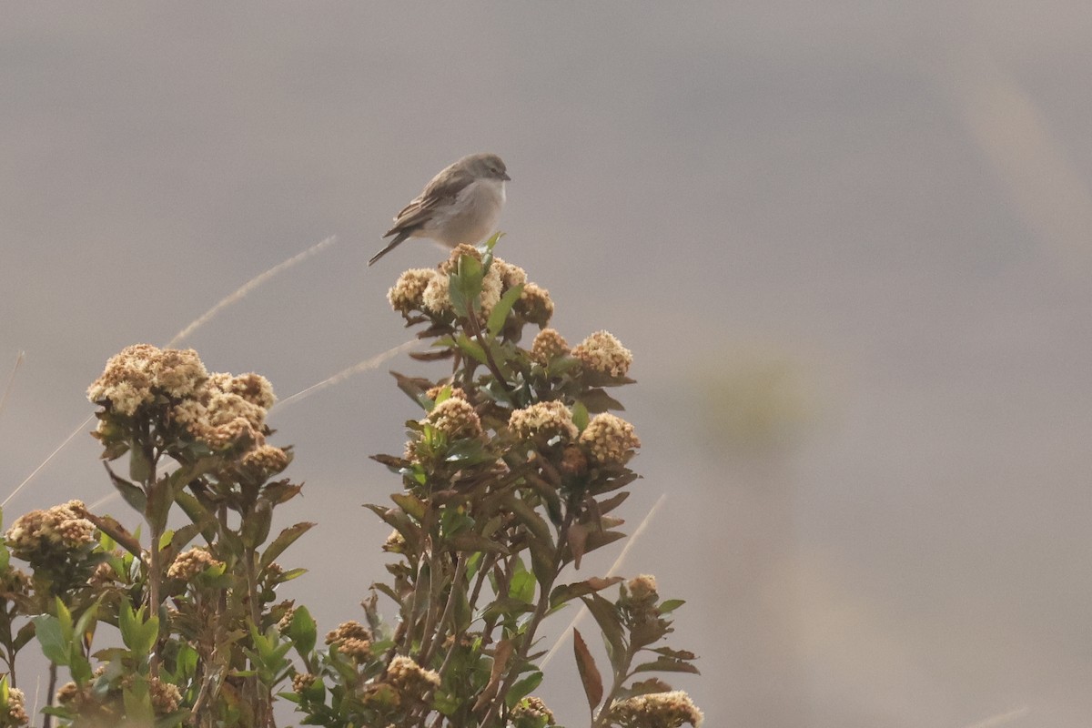 Ash-breasted Sierra Finch - ML641073422